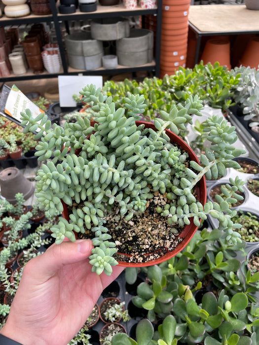 Donkey Tail - Sedum