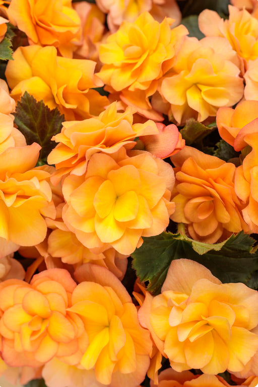 Begonia Solenia® Apricot