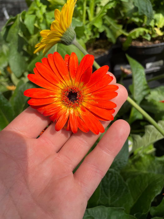 Gerbera Daisy