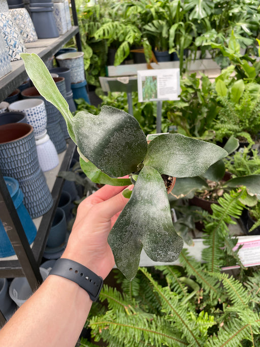 Staghorn Fern 4"