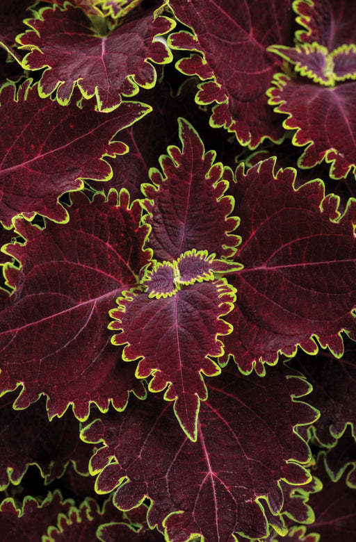 ColorBlaze® Wicked Witch™