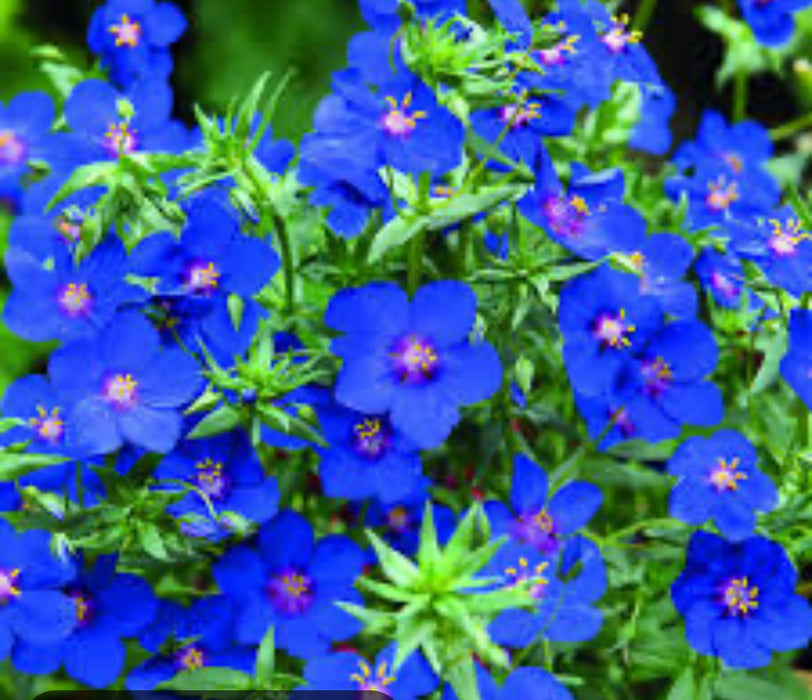 Anagallis Wildcat Blue