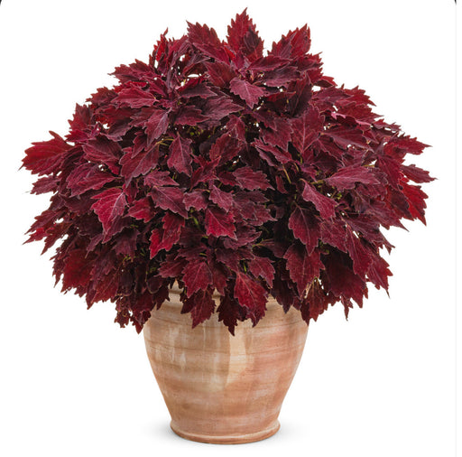 ColorBlaze® Royale Cherry Brandy®