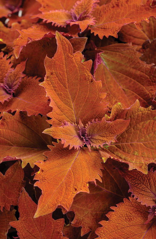 ColorBlaze® Wicked Hot®