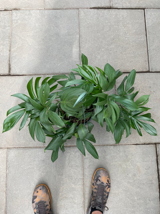 Dragon Tail (Epipremnum Pinnatum)