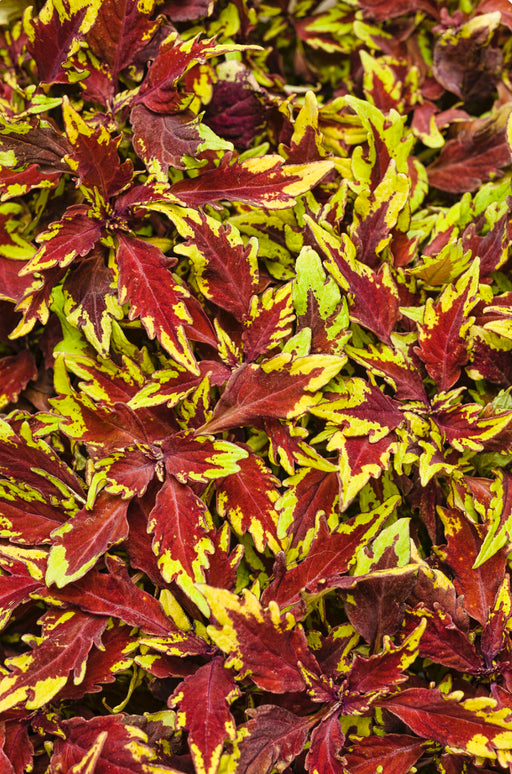 ColorBlaze® Royale Apple Brandy®