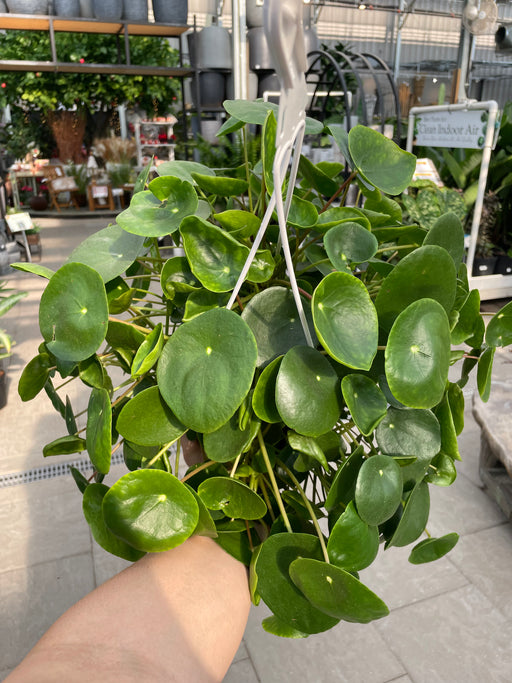 Pilea Pepermioidies (Chinese Money Plant)