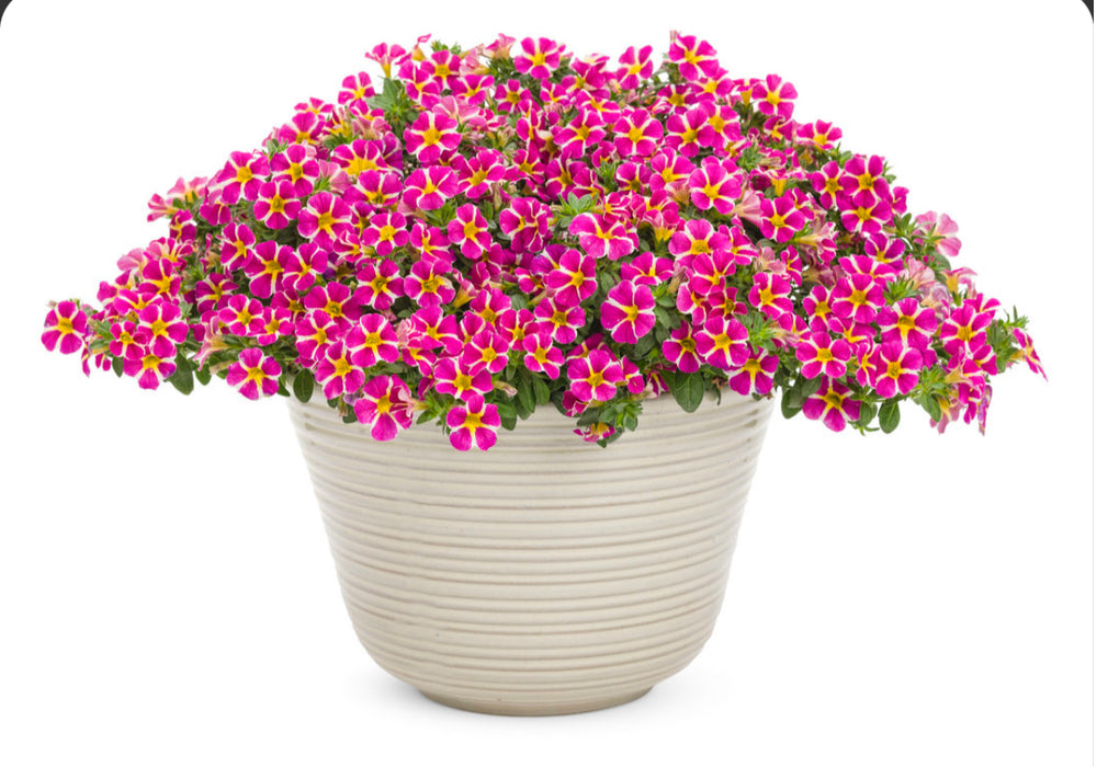 Calibrachoa Superbells Rising Star