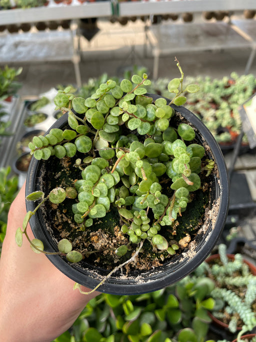 String of Turtles