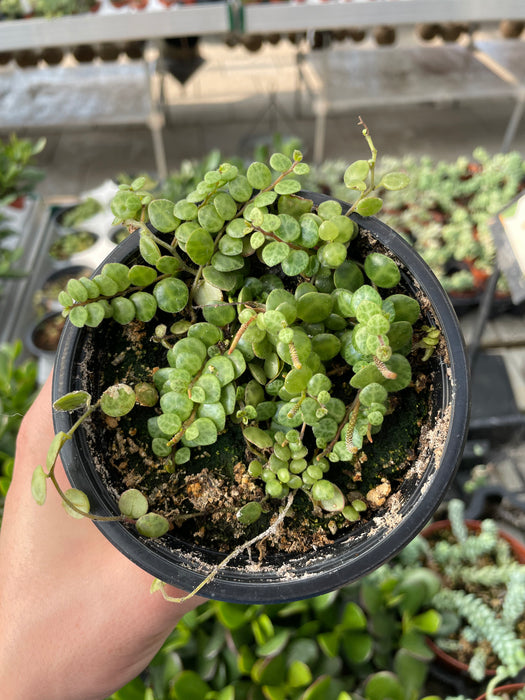String of Turtles