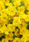 Calibrachoa Superbells Double Yellow