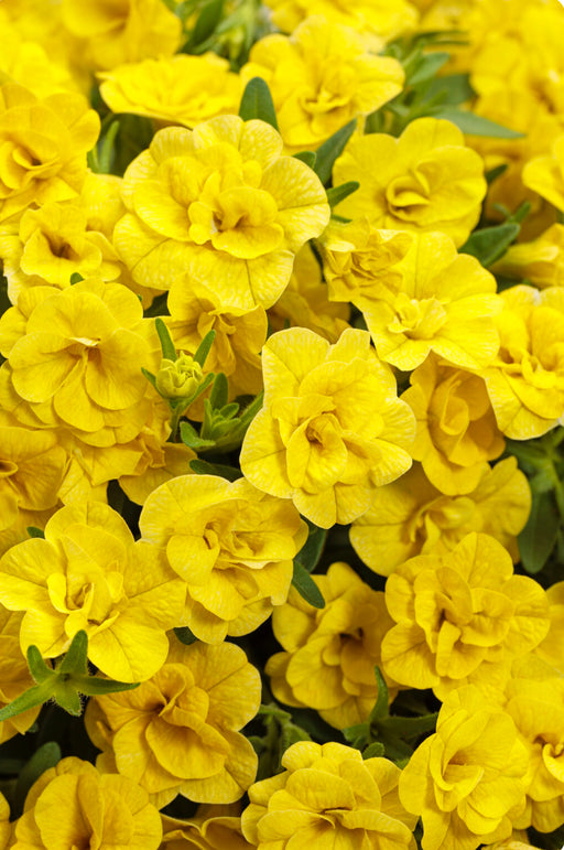 Calibrachoa Superbells Double Yellow