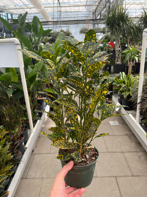 Croton Golddust