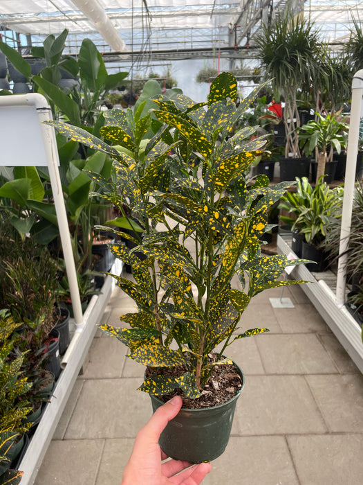 Croton Golddust