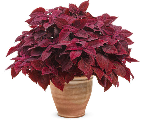 ColorBlaze® Rediculous®