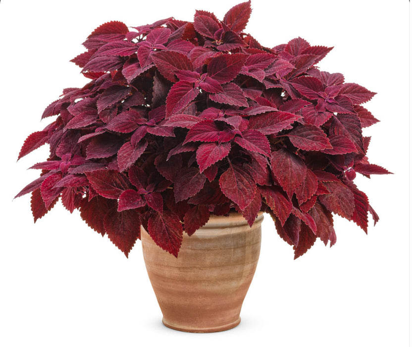 ColorBlaze® Rediculous®