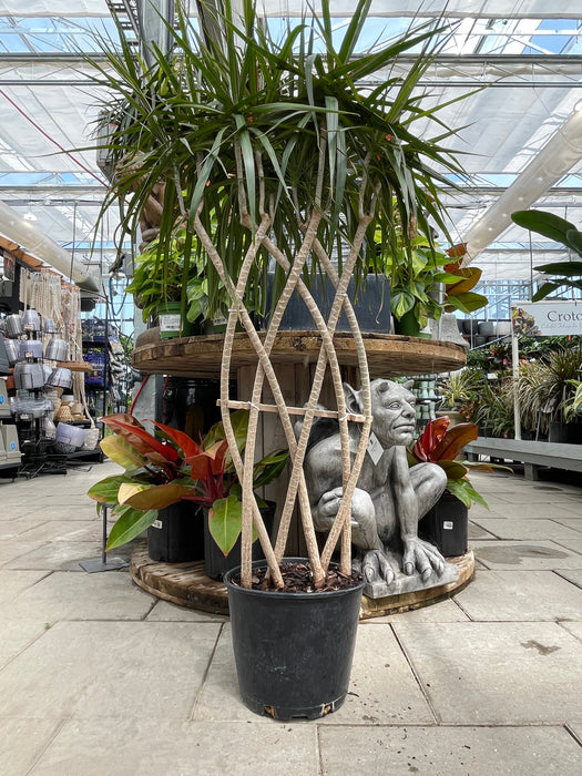 Dracaena Marginata 'Dragon tree'
