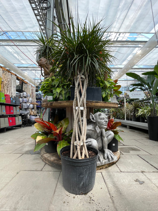 Dracaena Marginata 'Dragon tree'