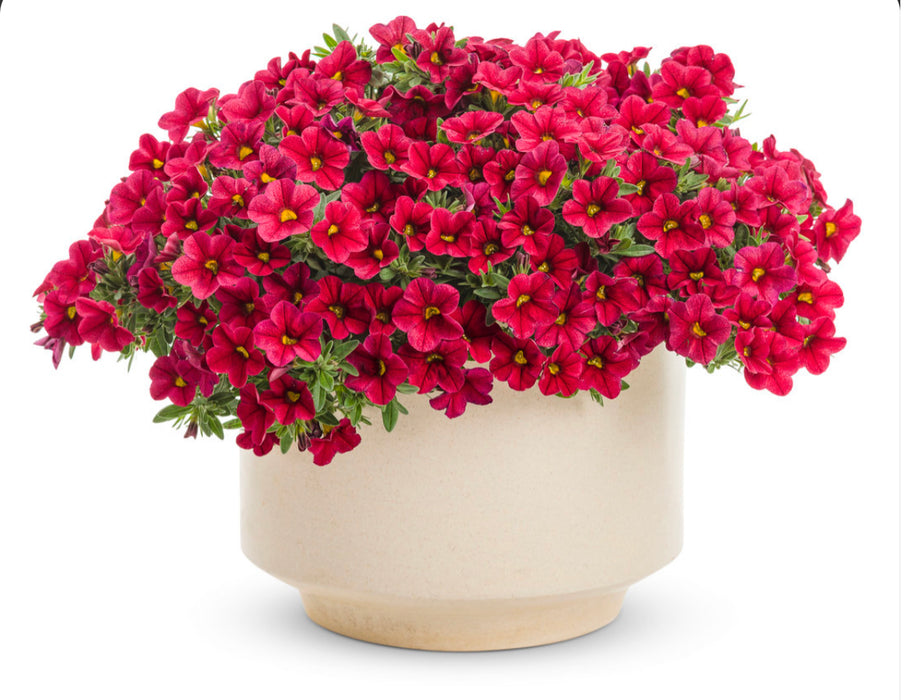 Calibrachoa Superbells Series