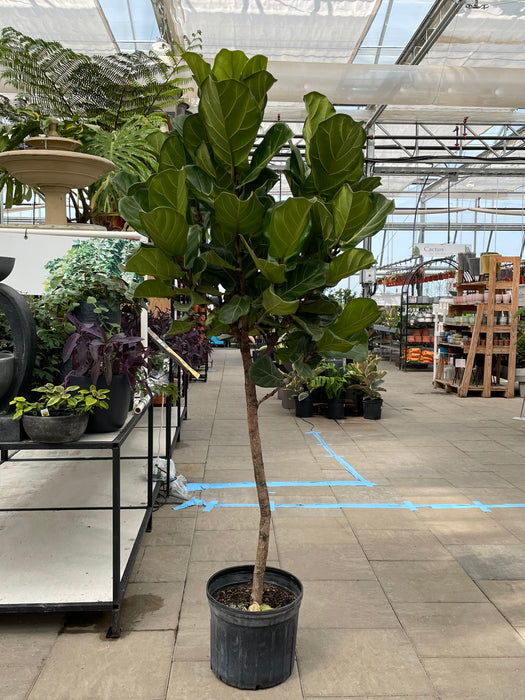Ficus Lyrata (Fiddle leaf figs)