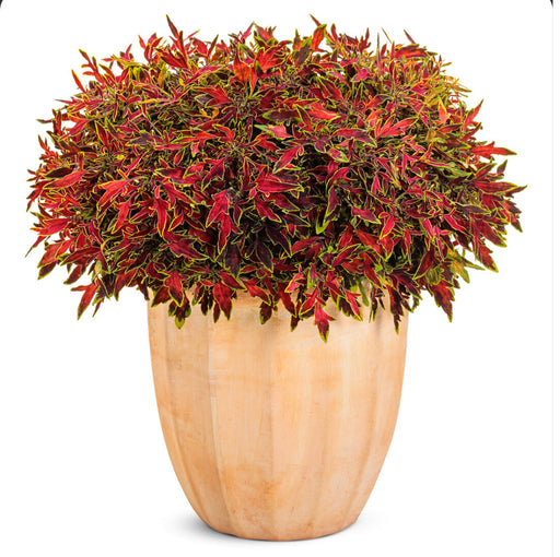 ColorBlaze® Mini Me™ Watermelon