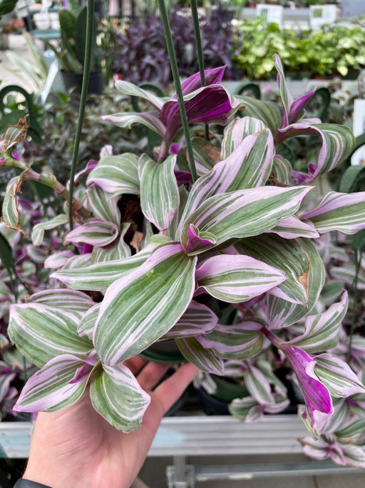 Tradescantia Nanouk