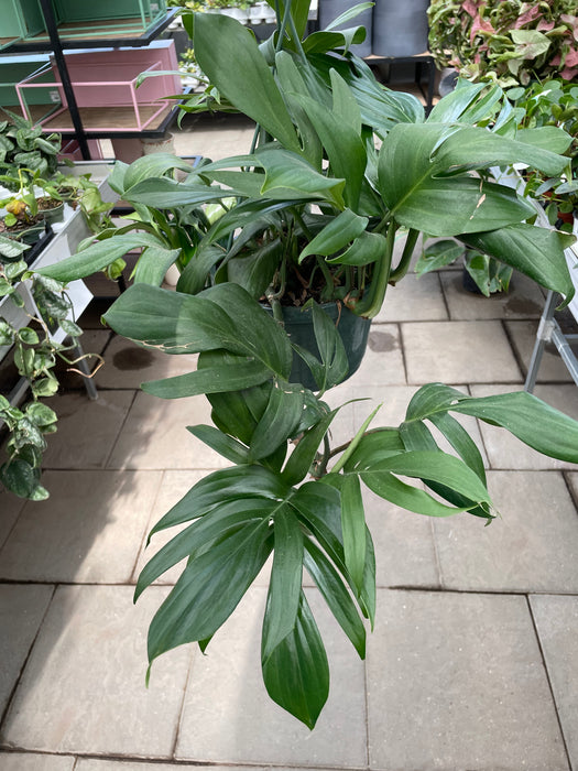 Dragon Tail (Epipremnum Pinnatum)