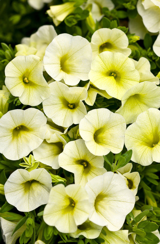 Calibrachoa Superbells Yellow Chiffon