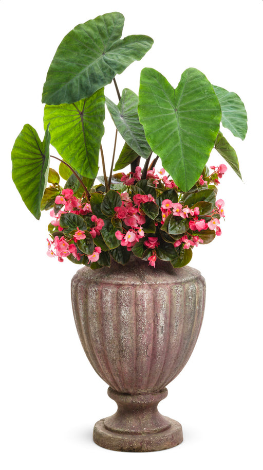 Colocasia Heart of the Jungle