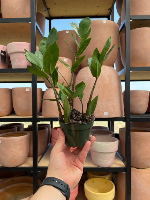 Zamioculcas “ZZ” Plant