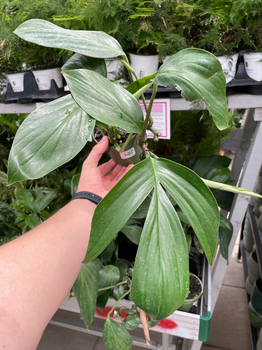 Dragon Tail (Epipremnum Pinnatum)