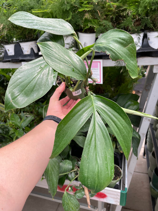 Dragon Tail (Epipremnum Pinnatum)