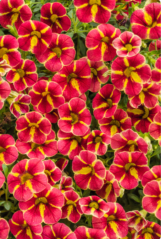 Calibrachoa Superbells®️ Cardinal Star