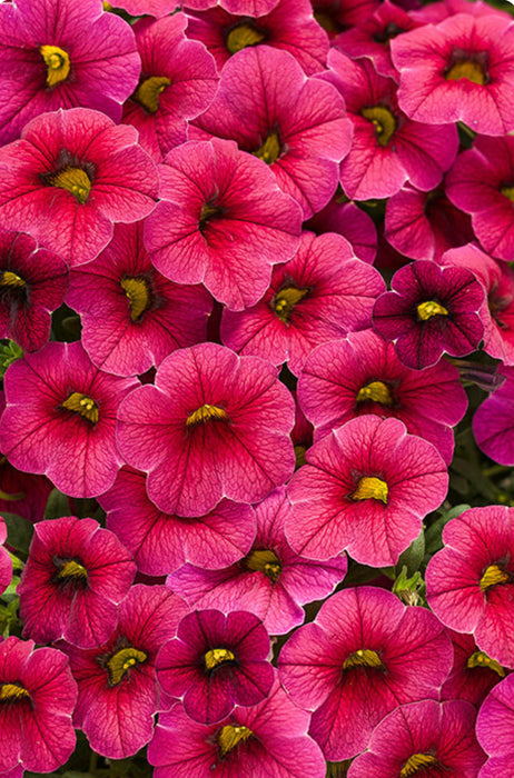Calibrachoa Superbells®️ Cherry Red