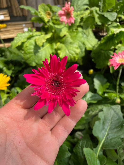 Gerbera Daisy