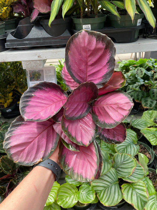Calathea Pink Star