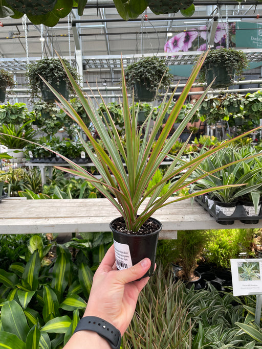 Dracaena Marginata Bicolour