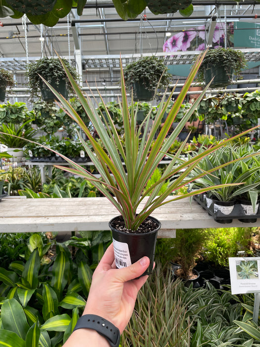 Dracaena Marginata Bicolour