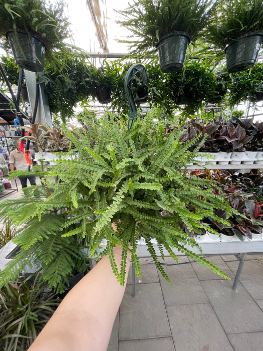 Fern Lemon Button