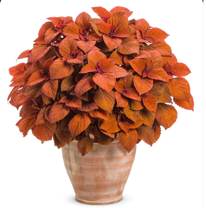 ColorBlaze® Sedona Sunset®