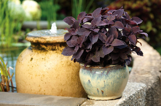 ColorBlaze® Newly Noir™