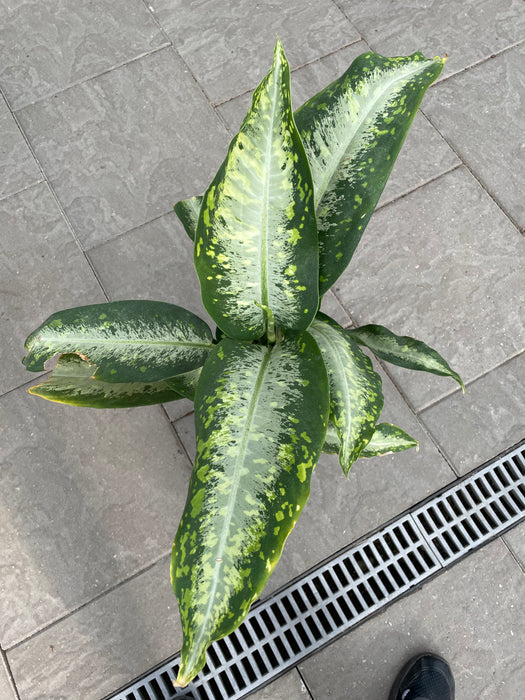 Dieffenbachia Panther