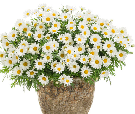 Argyranthemum Daisy Butterfly Series