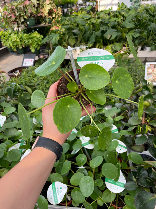 Pilea Pepermioidies (Chinese Money Plant)