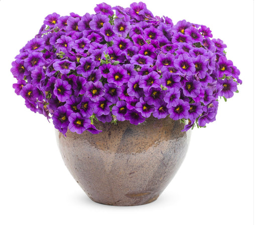 Calibrachoa Superbells Grape Pumch