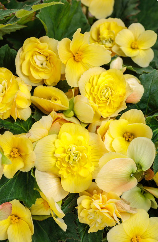 Begonia Double Delight® Series