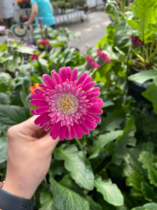 Gerbera Daisy