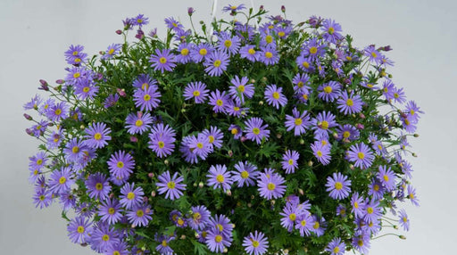 Brachysome Violet