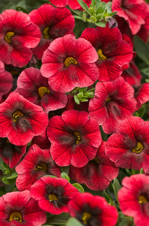 Calibrachoa Superbells Pomegranate Punch