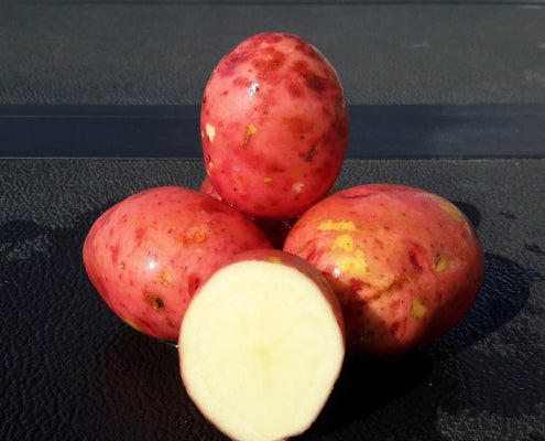Seed Potato - AC Peregrine Red 10lb
